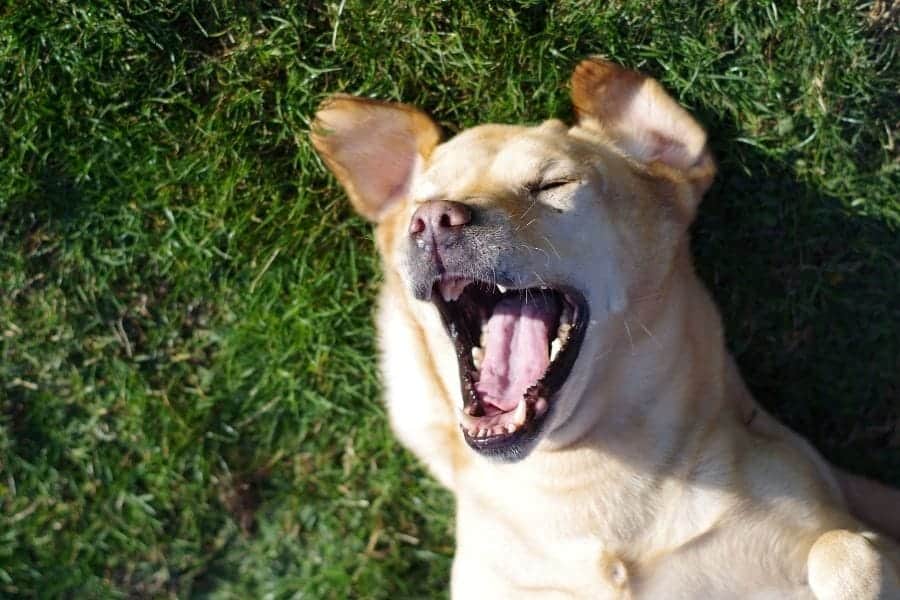 Laughing dog