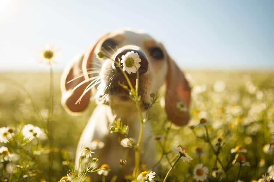 flower names for dogs