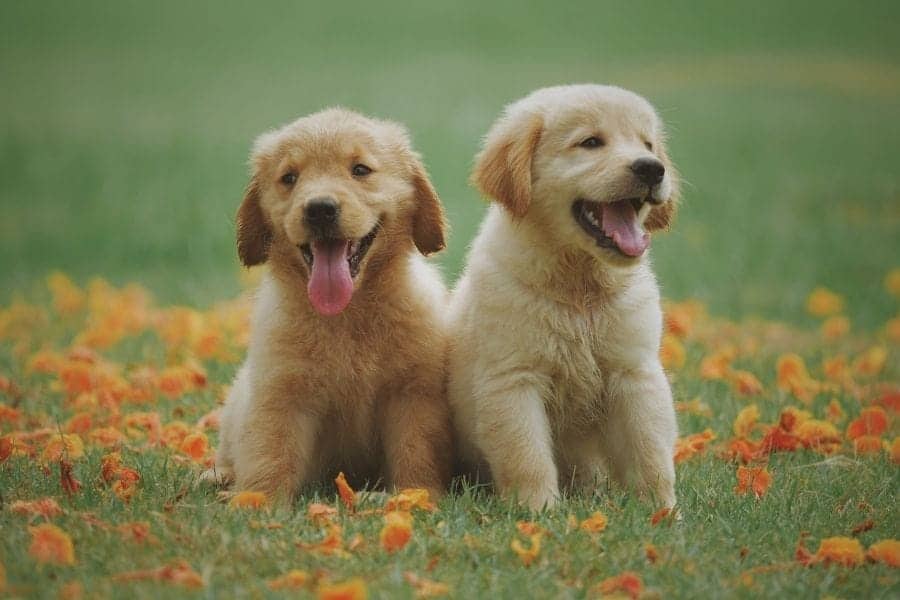 Golden Retriever puppies