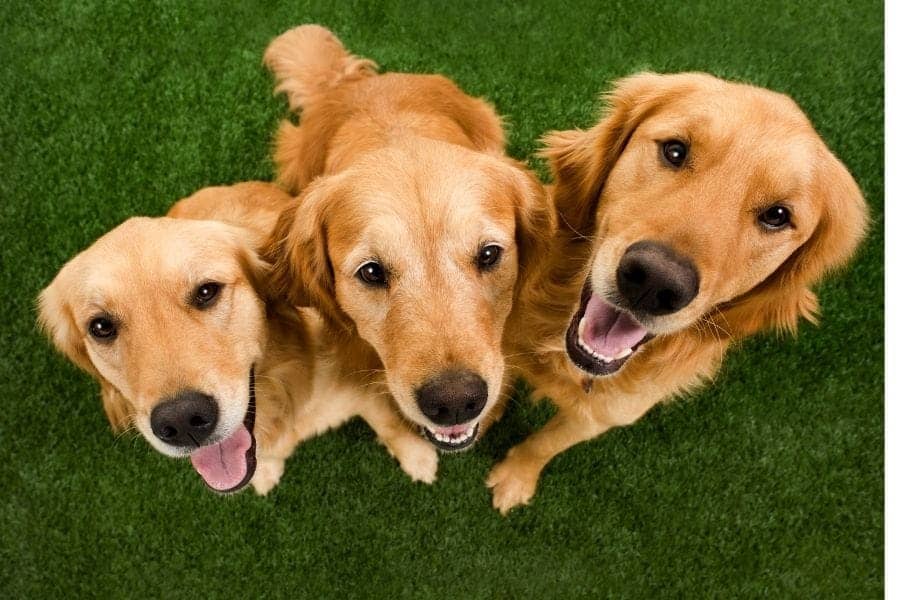 Golden Retriever names