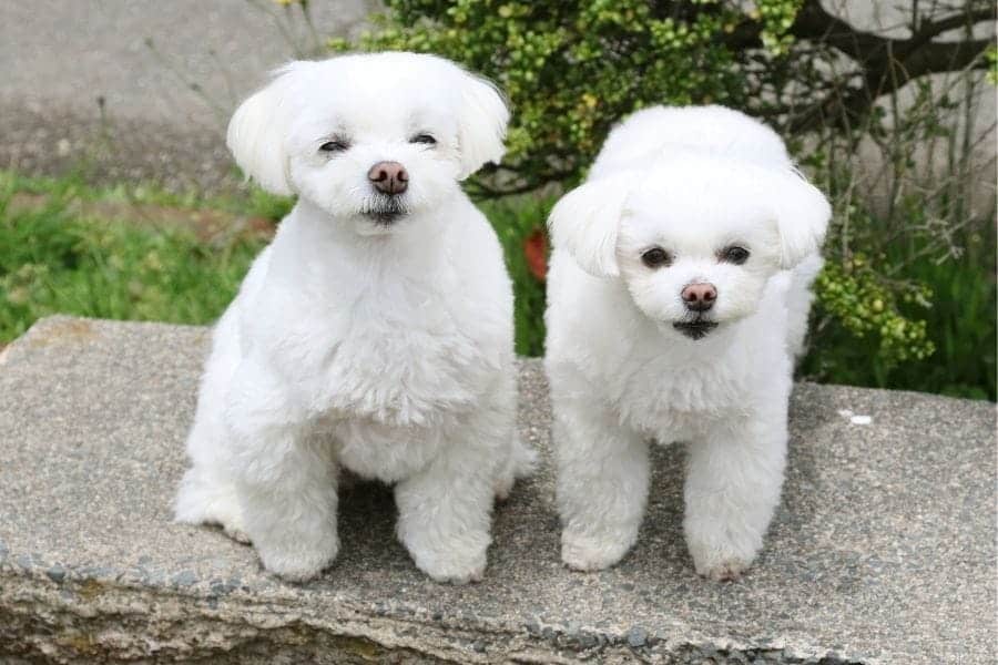 cachorros blancos