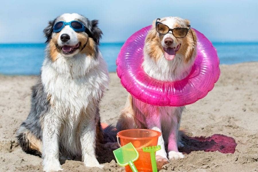 perros divertidos en la playa