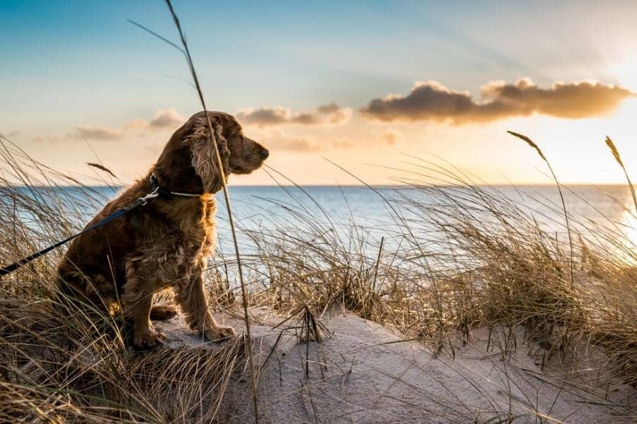 Cachorro adorável sentado perto do oceano