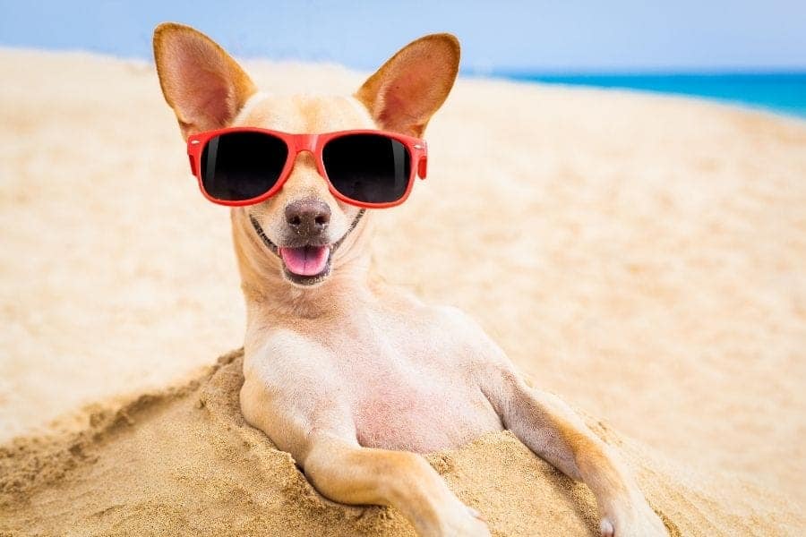 Dog with sunglasses buried in sand