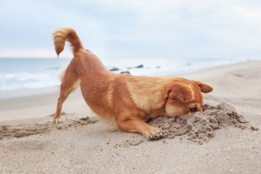 cachorro cavando na areia