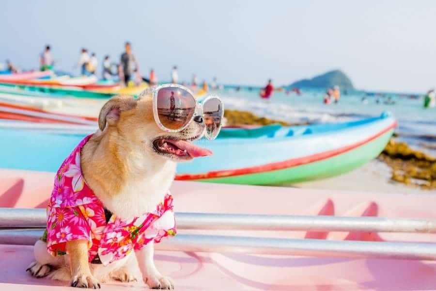 cachorro havaiano com óculos de sol