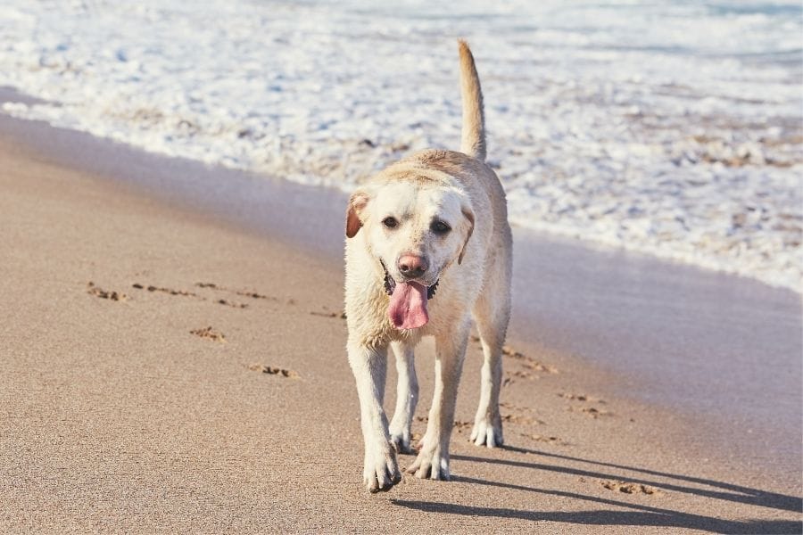cachorro correndo na praia
