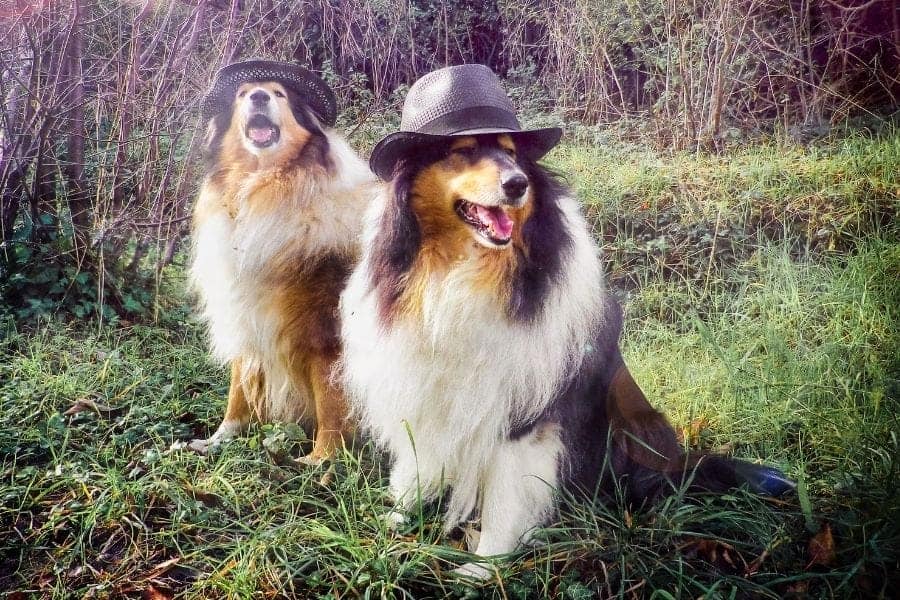 two dogs with hats