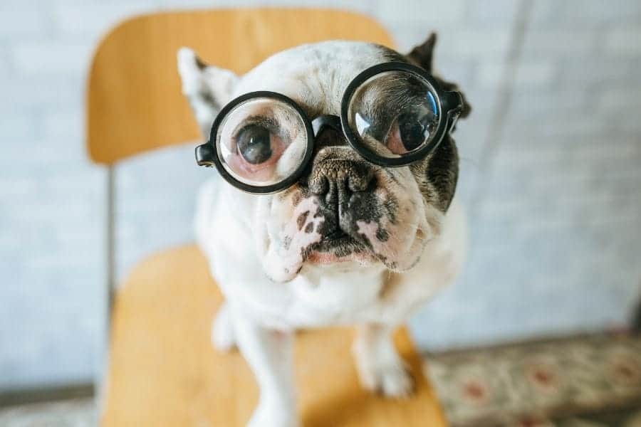 Dog with big glasses