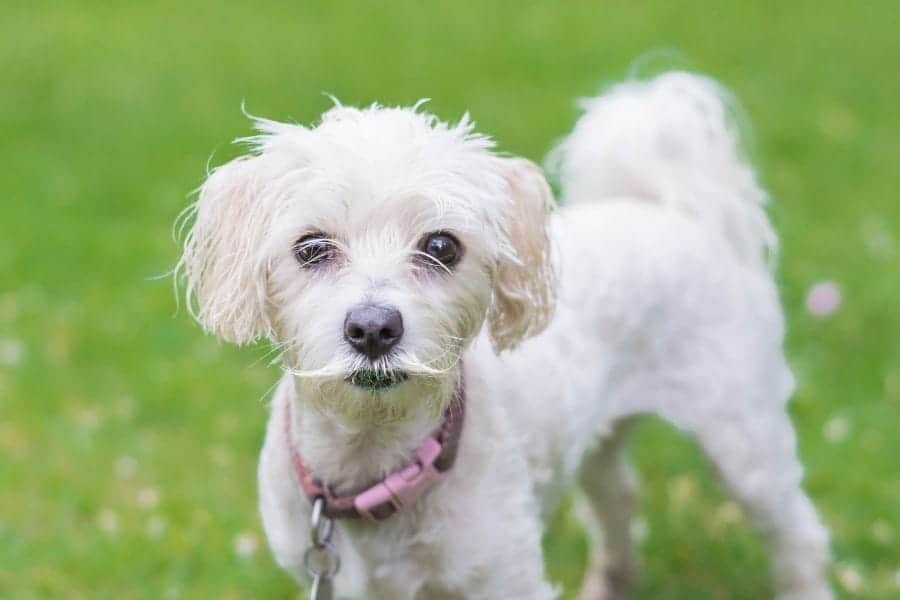 Old man dog names - white dog