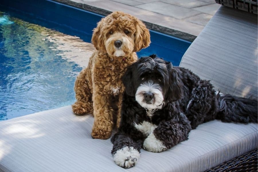 two cute puppies on a patio chair