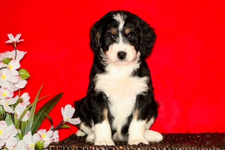 puppy on red background with flowers