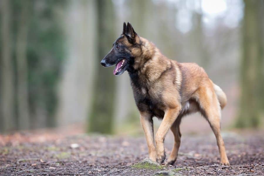 Strong Malinois walking in the woods