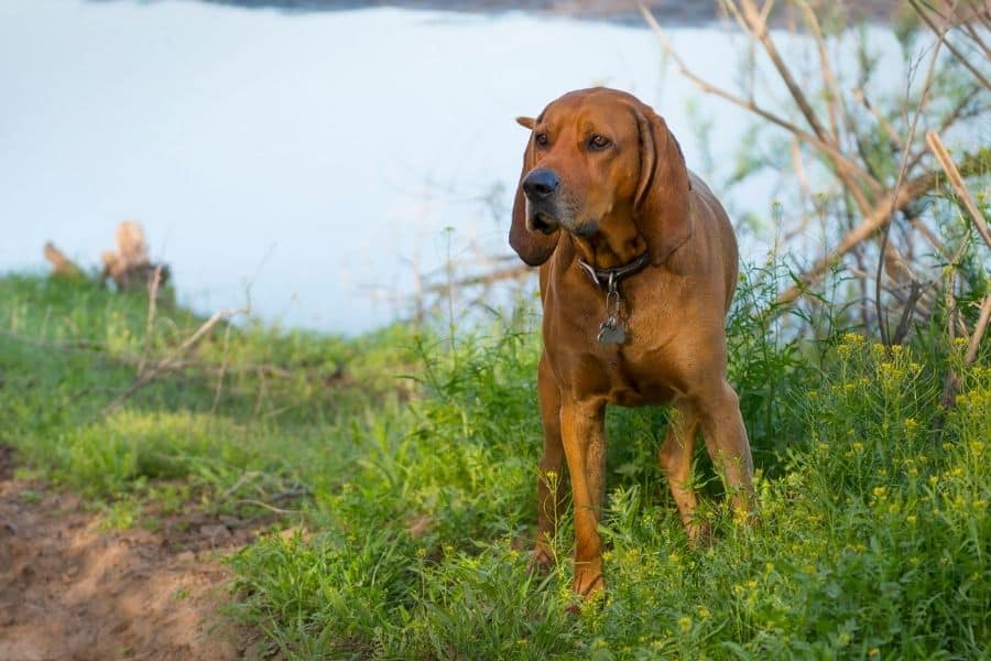 Más de 260 nombres de perros Coon: ideas que te encantarán 1 Nombres para perros Coon - Perro cerca del agua