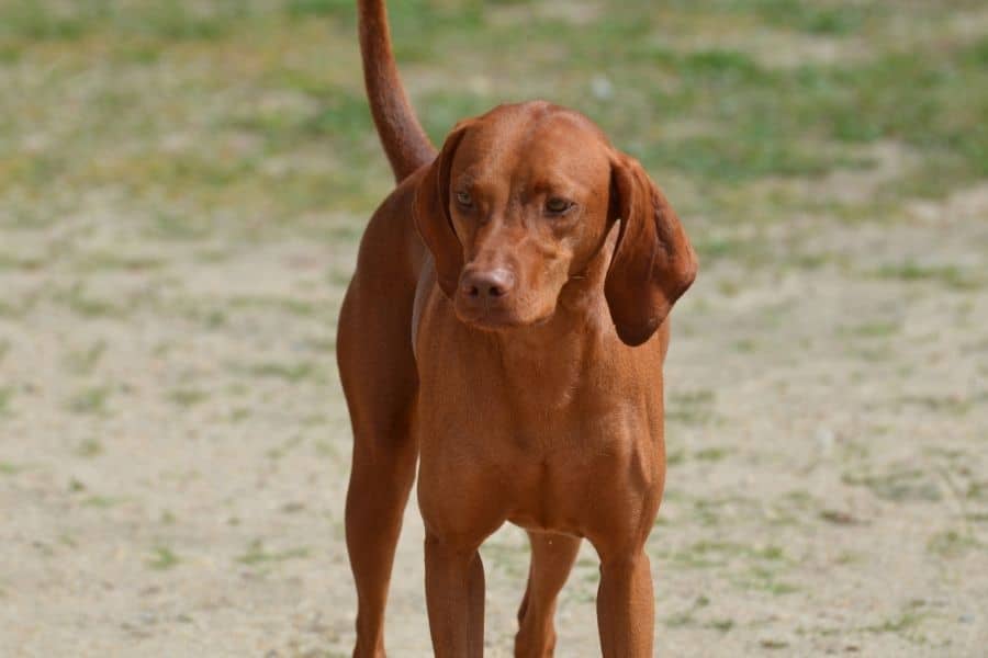 Más de 260 nombres de perros Coon: ideas que te encantarán 5 perro rojo