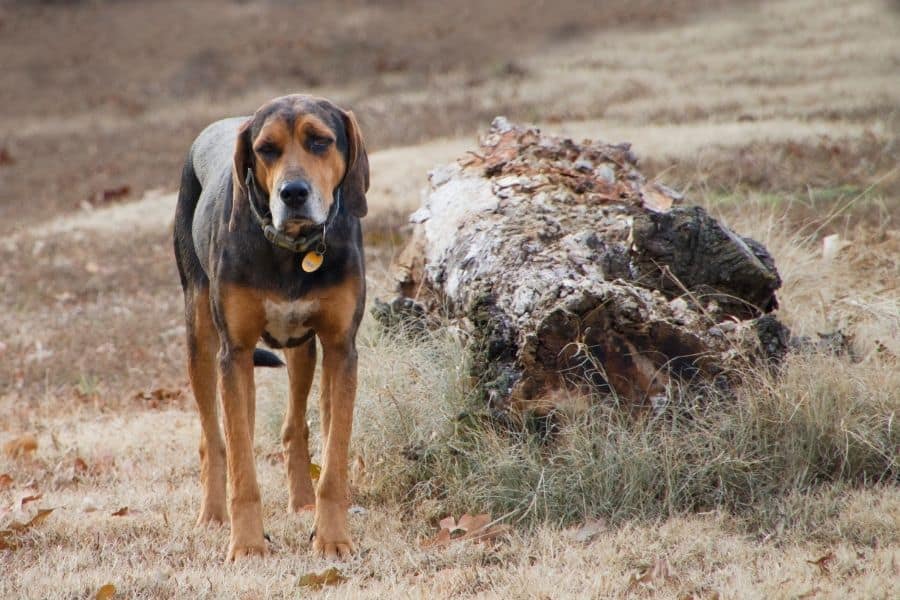 Más de 260 nombres de perros Coon: ideas que te encantarán 7 perro triste