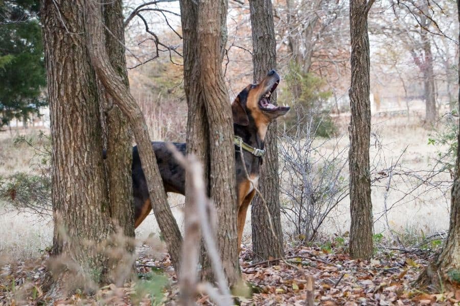 Más de 260 nombres de perros Coon: ideas que te encantarán 3 perro coon