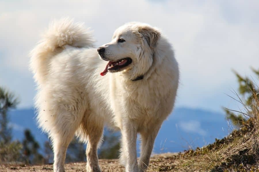 light colored great pyrenees on a hike