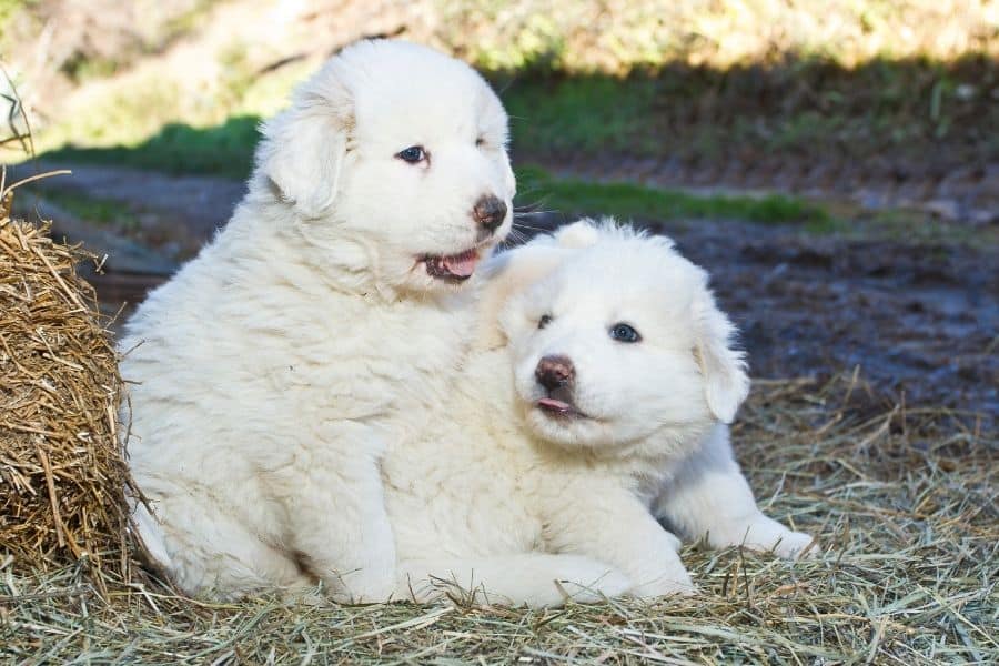 two white pyrenees puppies