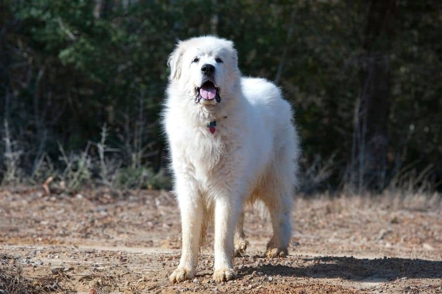 large pyrenees dog