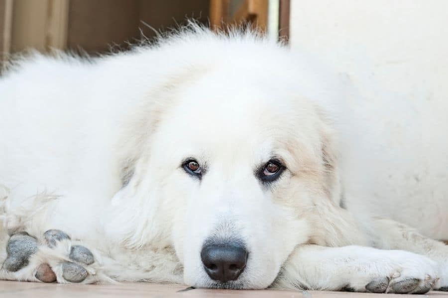 great pyrenees dog laying down