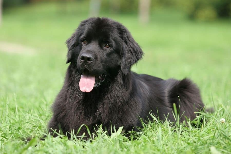 Nombres para perros de Terranova - Perro negro