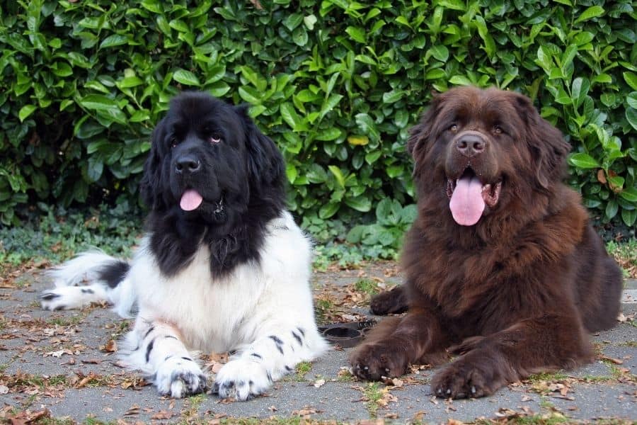 a black and white newfoundland and a brown one laying down