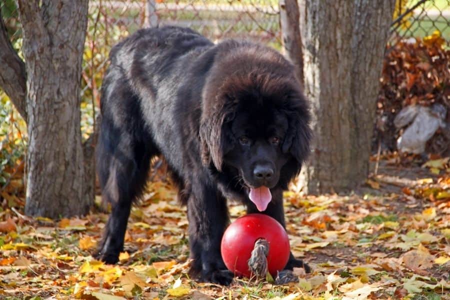 large black newfoundland with a red toy