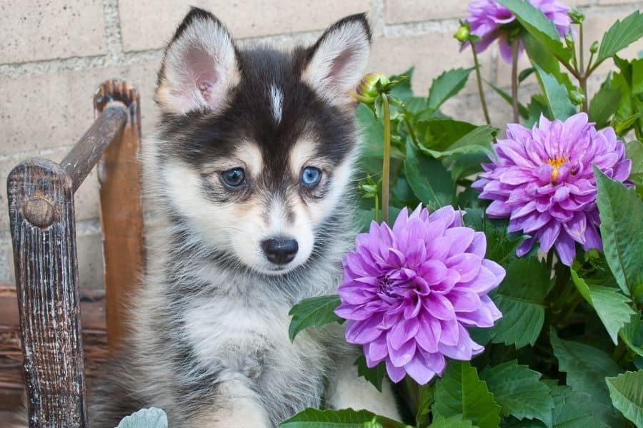 perro de ojos azules