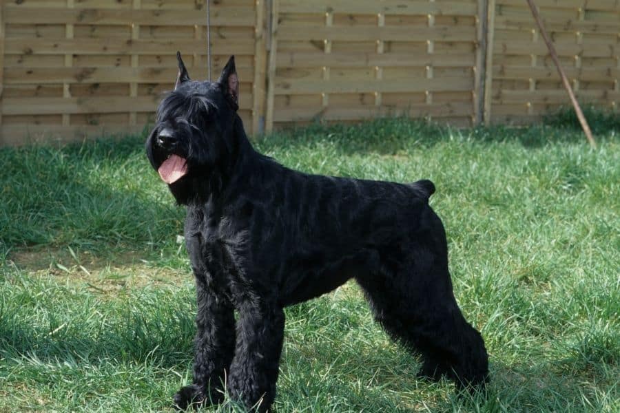 black schnauzer dog