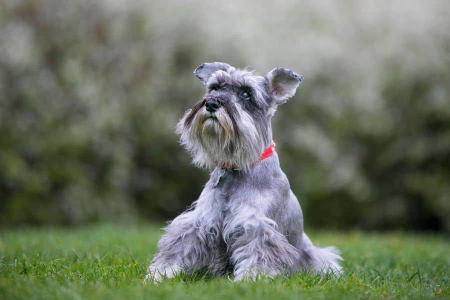 schnauzer dog looking up sitting in the grass