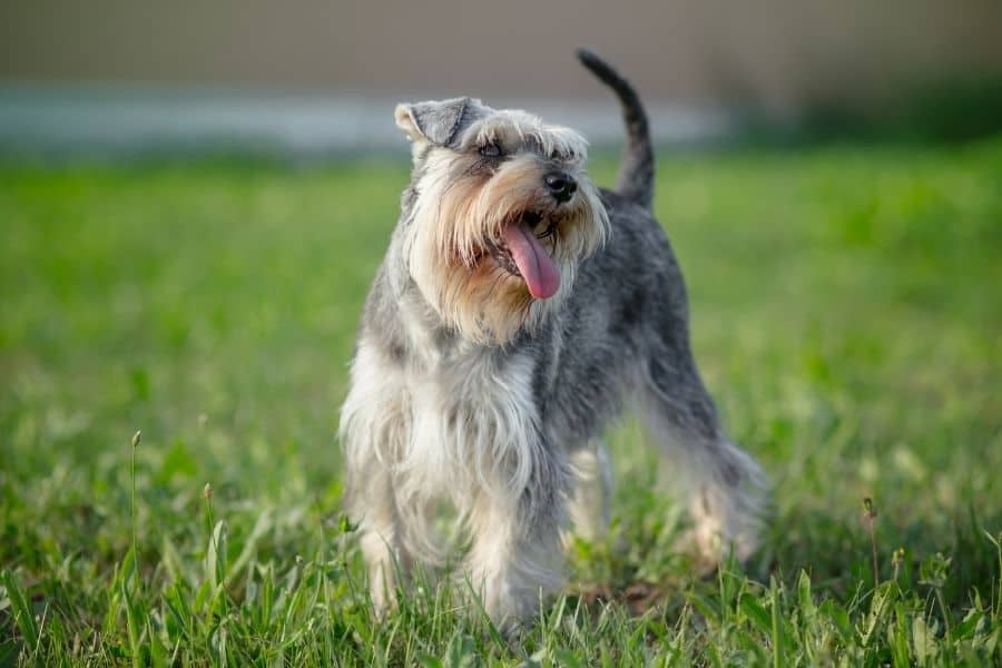 small schnauzer with its tongue out