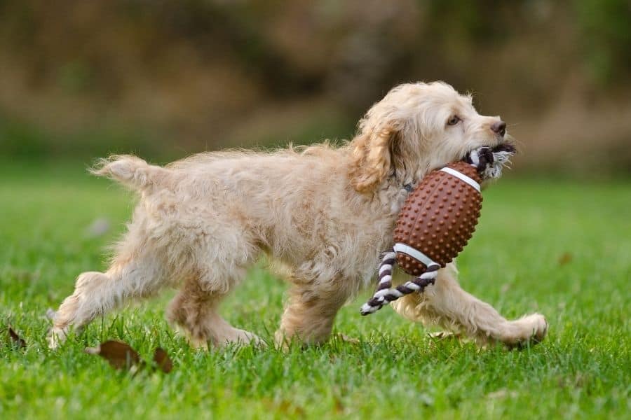 lindo perro con juguete de fútbol