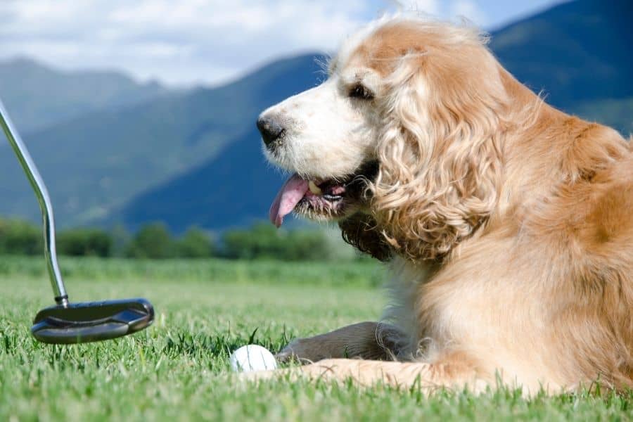 perro con palo de golf