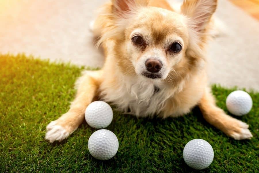 nombres de perros de golf - perro con pelotas de golf