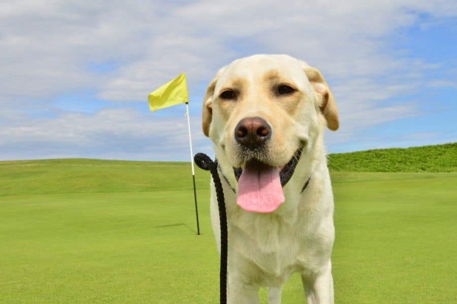 yellow lab on a golf green