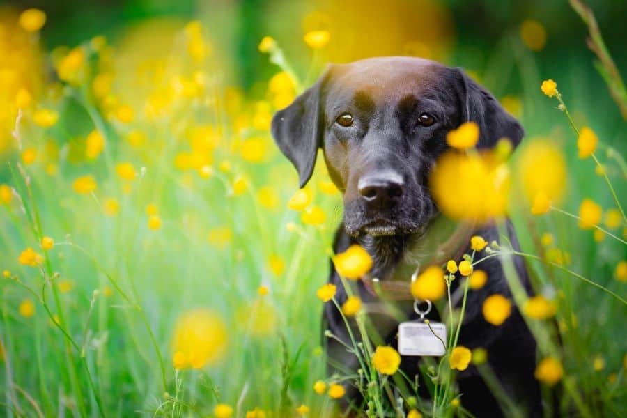 Sweet dog in flowers 