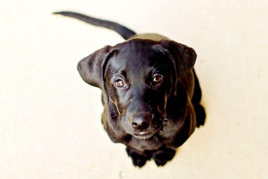 Gorgeous Black Labrador Retriever puppy