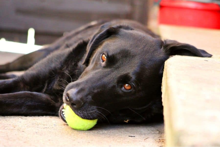 Dulce perro masticando pelota de tenis y tomando un descanso del juego 