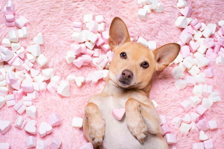 Nombres de perros: más de 350 ideas para cachorros hembra 2 lindo perro con corazones